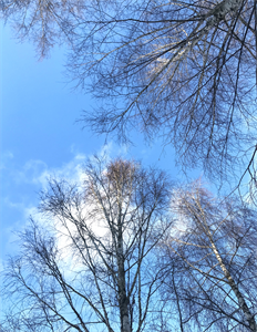 Природа 711.png